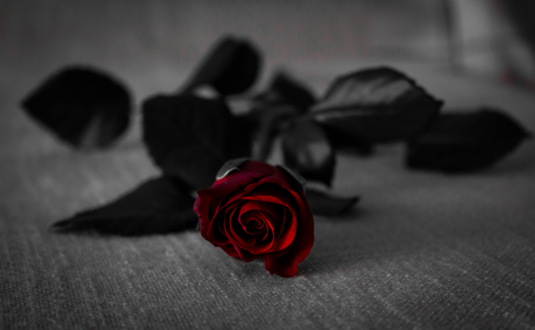 Red Rose With Black Leaves on Grey Textile