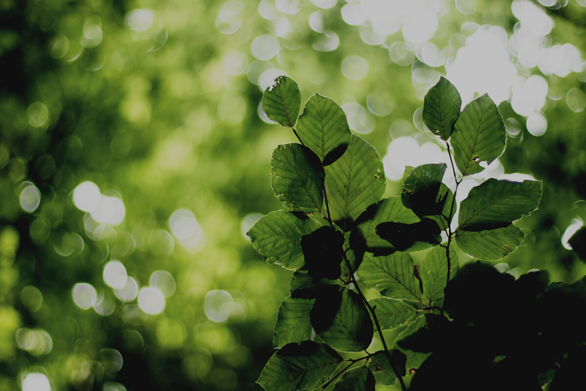 Green-leafed Plant